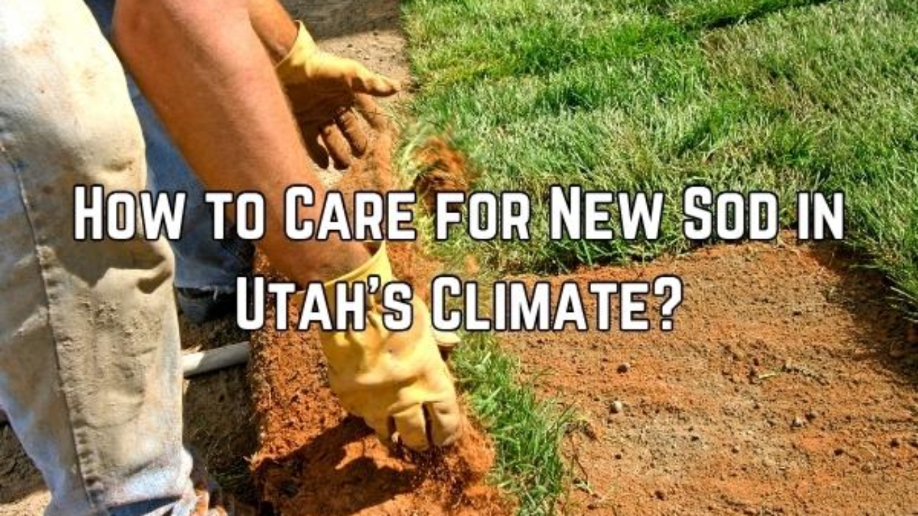 How to Care for New Sod in Utah's Climate