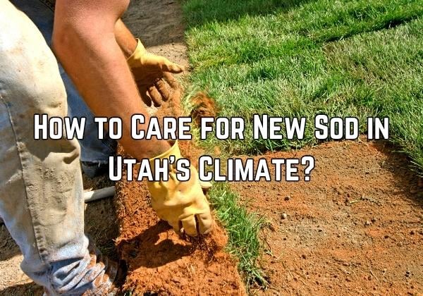 How to Care for New Sod in Utah's Climate