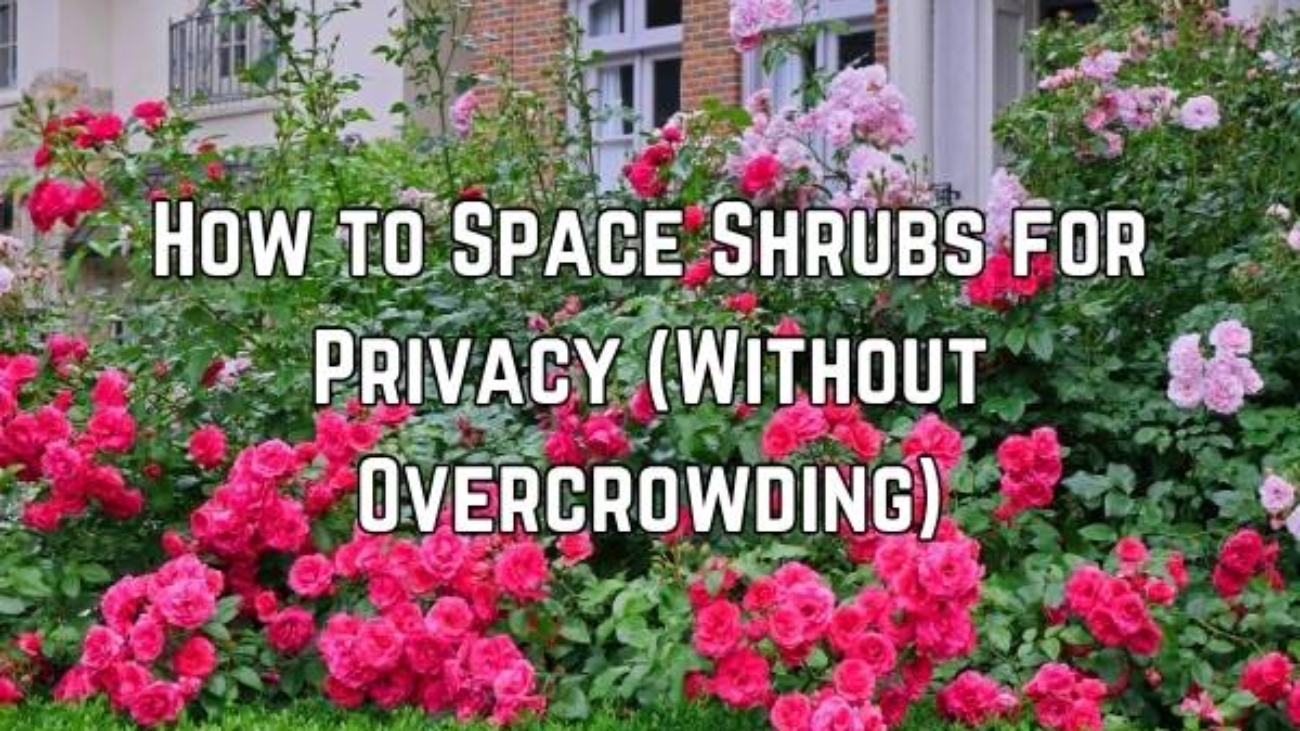 How to Space Shrubs for Privacy (Without Overcrowding)
