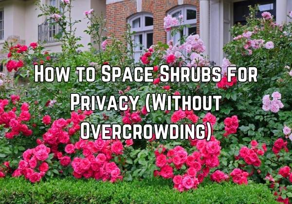 How to Space Shrubs for Privacy (Without Overcrowding)