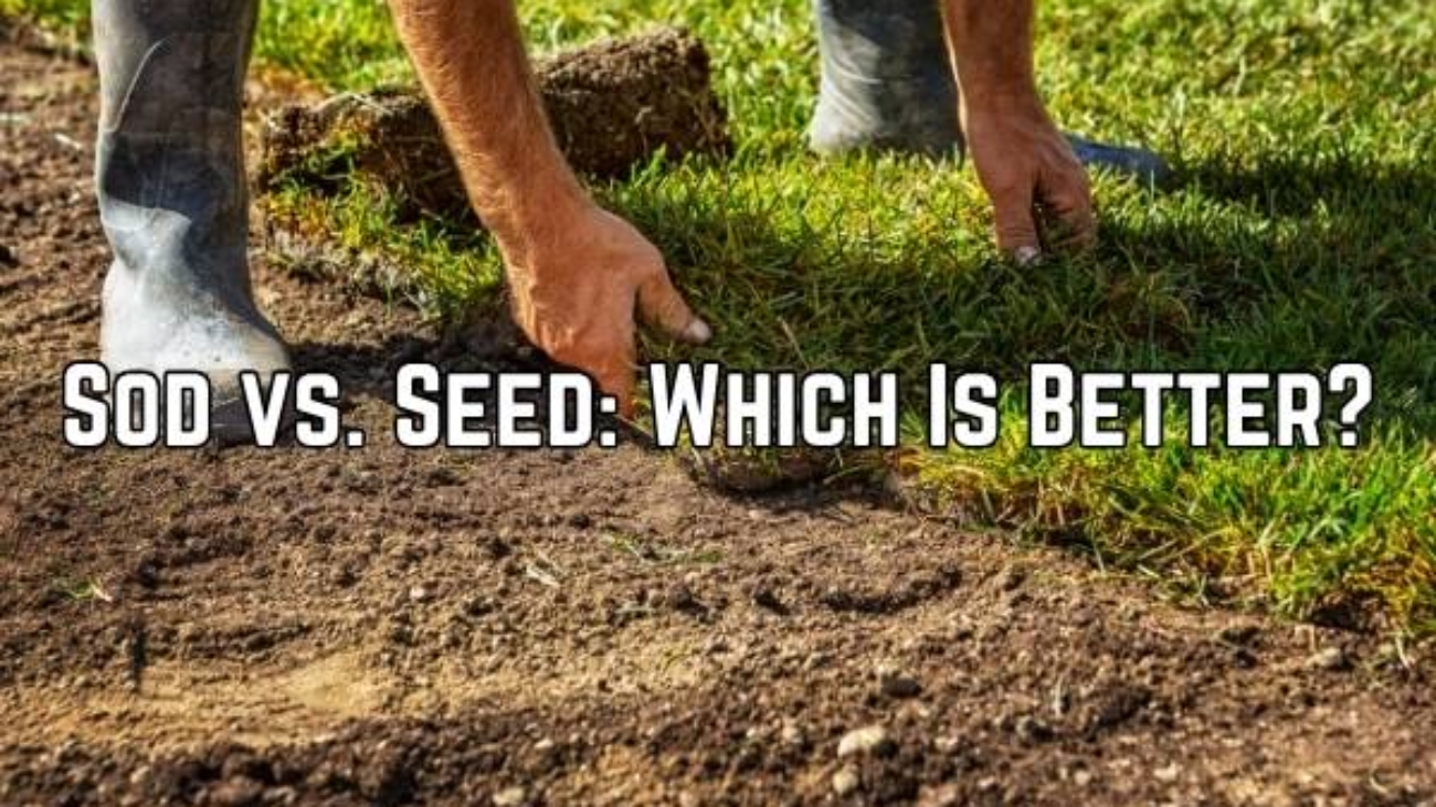a sod installation picture with text that says sod vs seed, which is better?