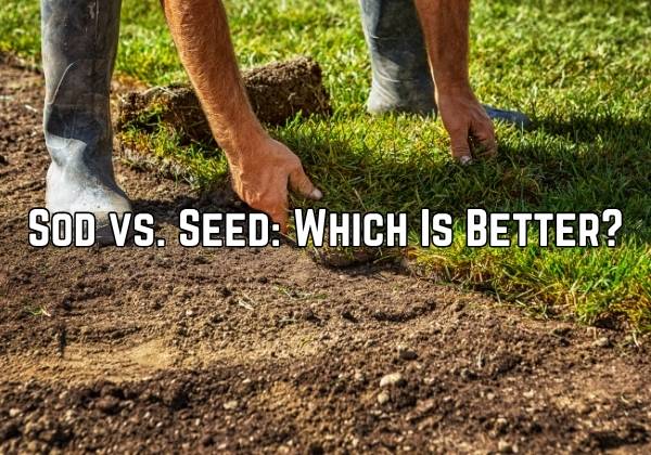 a sod installation picture with text that says sod vs seed, which is better?