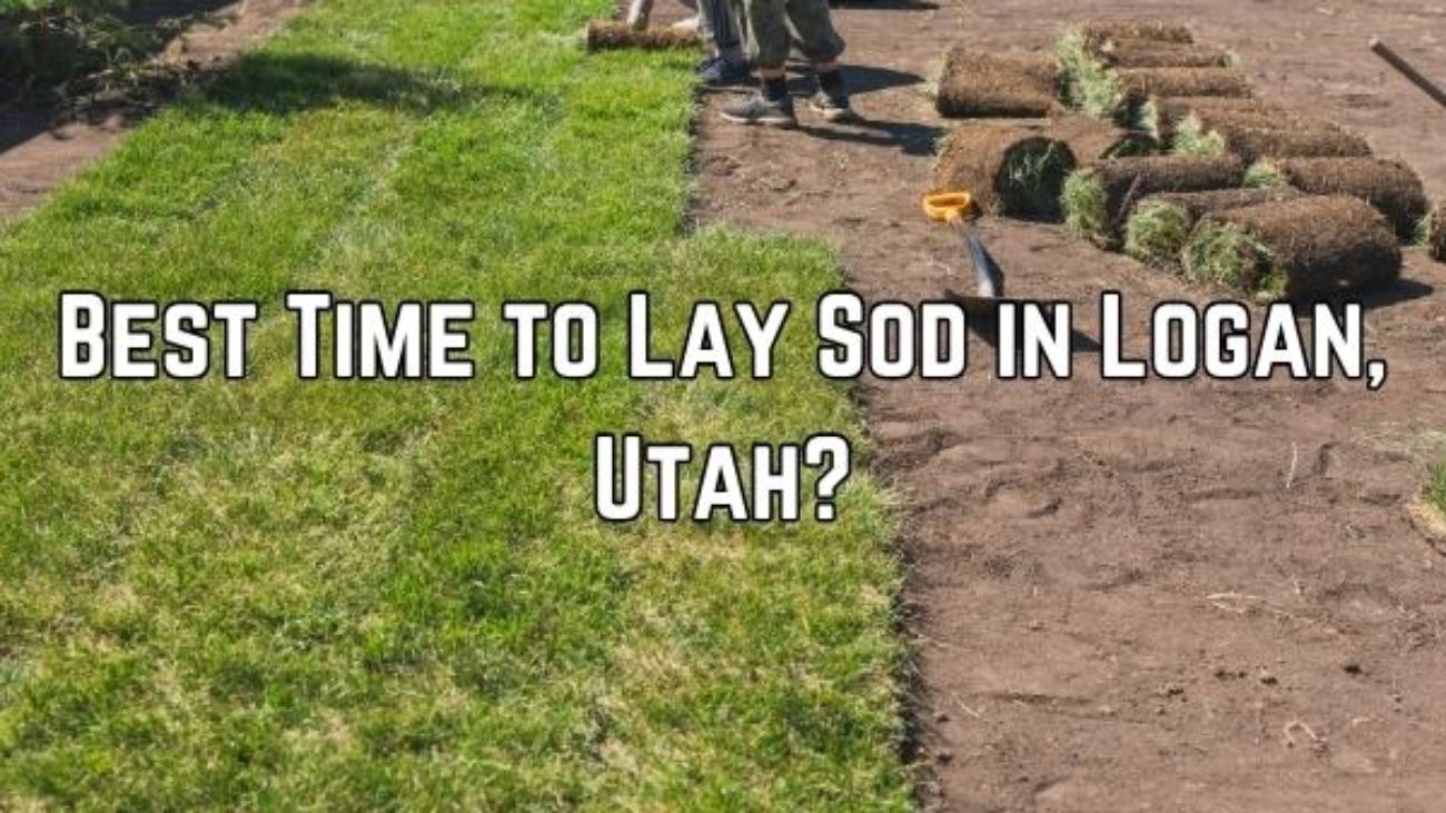 An Sod installation picture with text on it saying When Is the Best Time to Lay Sod in Logan, Utah