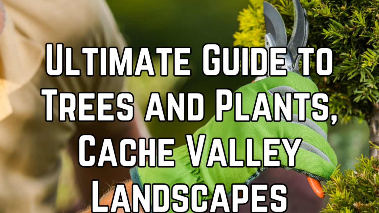 WHAT TO DO FIRST IN A LANDSCAPING PROJECT (10)