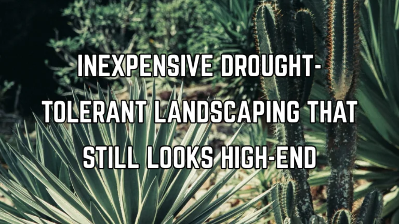 Inexpensive Drought-Tolerant Landscaping That Still Looks High-End