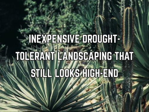 Inexpensive Drought-Tolerant Landscaping That Still Looks High-End