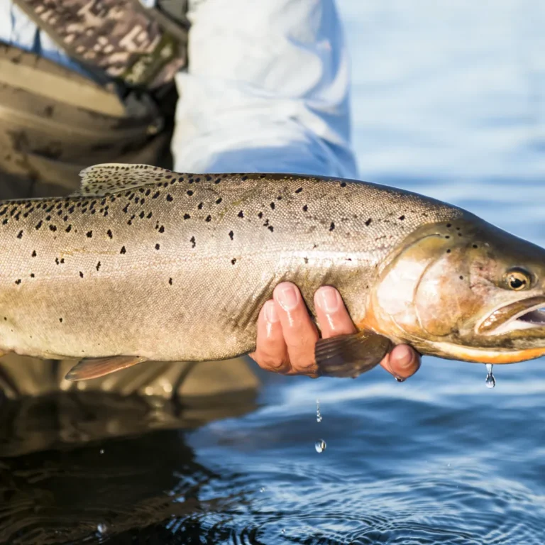 Bear Lake Fishing